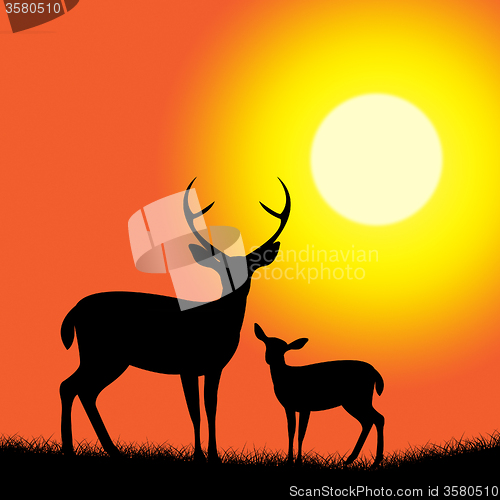 Image of Deer Wildlife Represents Nature Reserve And Animal