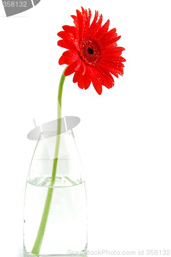 Image of Red gerbera in a vase