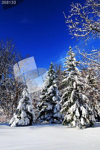 Image of Winter forest