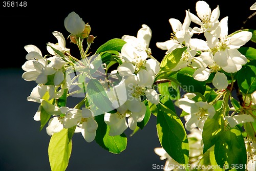 Image of Apple blossom