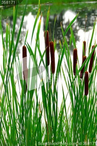 Image of Cattails