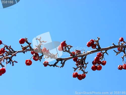 Image of Crabapple tree branch