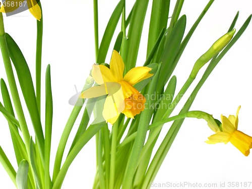 Image of Daffodils on white