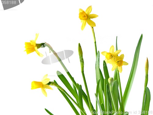 Image of Daffodils on white