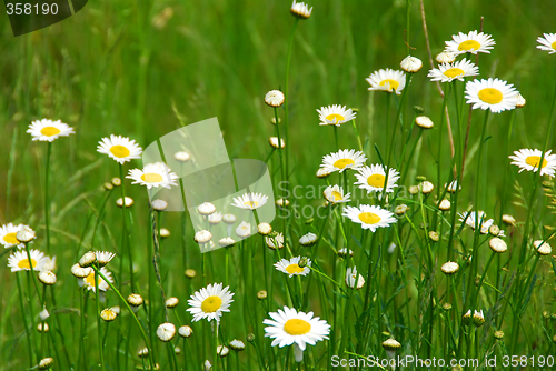 Image of Wild daisies