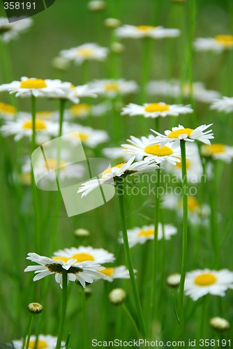 Image of Summer daisies
