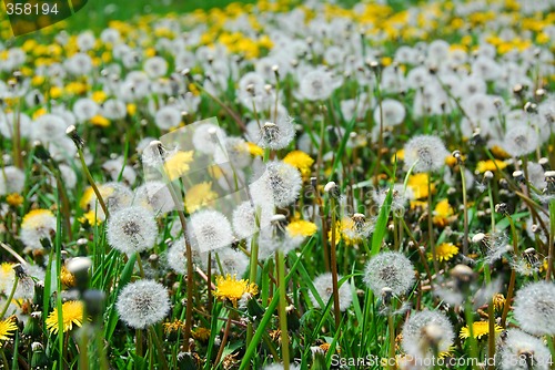 Image of Dandelion field