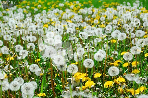 Image of Field of dandelions