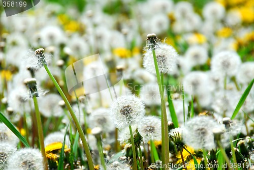 Image of Seeding dandelions