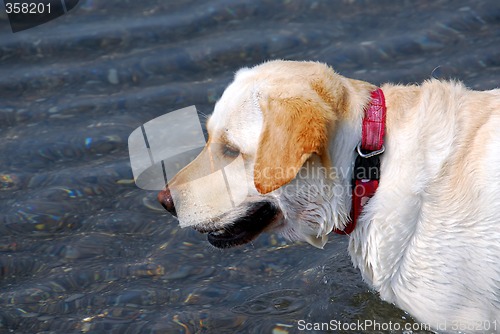 Image of Yellow lab dog