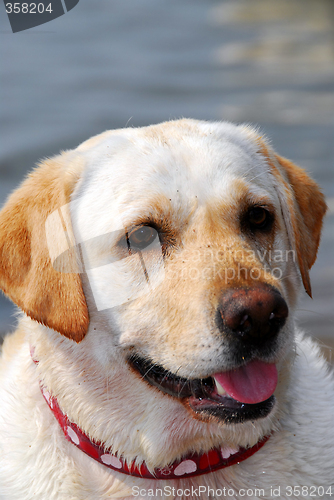 Image of Yellow lab portrait