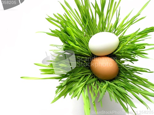 Image of Easter eggs in grass on white