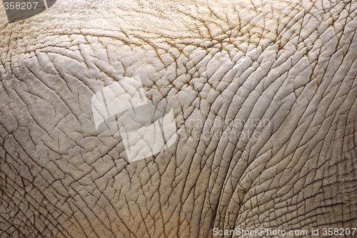 Image of Elephant skin