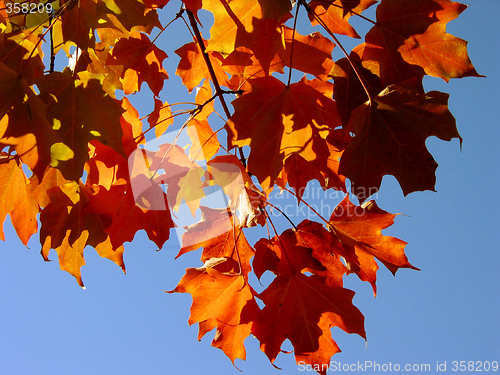 Image of Fall Maple Leaves and Sky