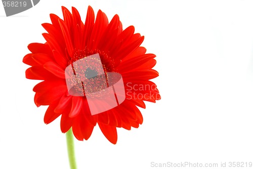 Image of Red gerbera flower
