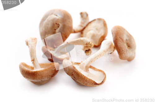 Image of Shiitake mushrooms