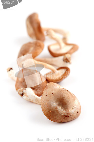 Image of Shiitake mushrooms