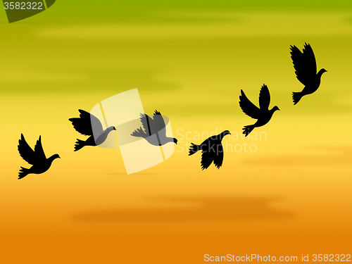 Image of Flying Birds Represents Summer Time And Heat