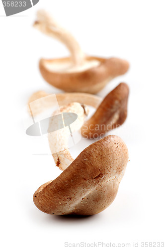 Image of Shiitake mushrooms