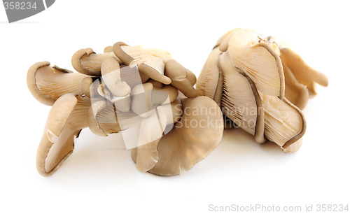 Image of Oyster mushrooms