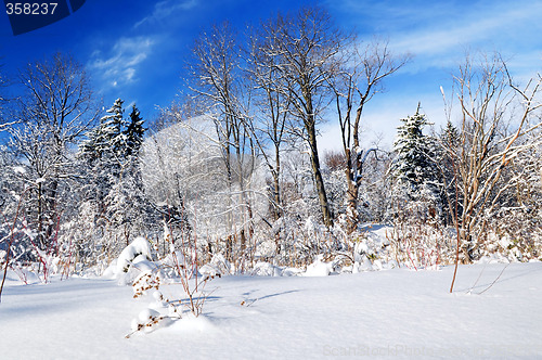 Image of Winter forest