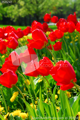 Image of Red spring tulips