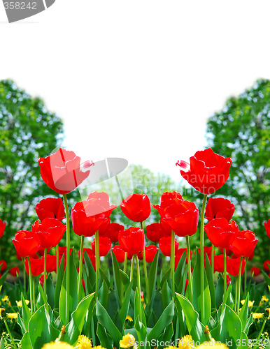 Image of Red spring tulips
