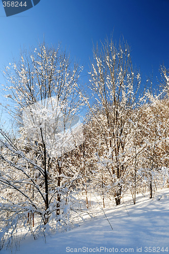 Image of Winter forest