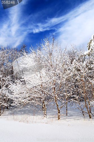 Image of Winter forest