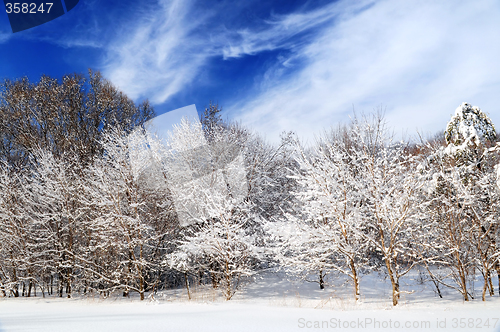 Image of Winter forest