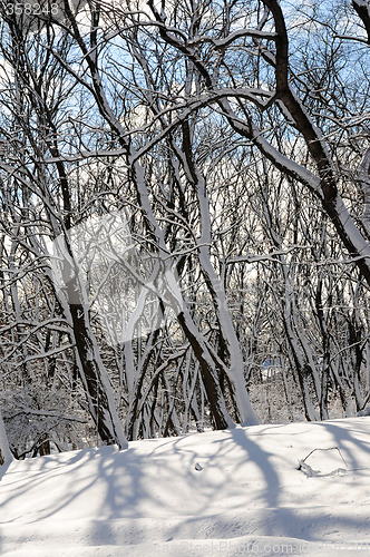 Image of Winter forest