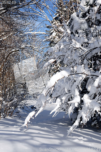 Image of Winter forest