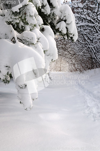 Image of Path in winter forest