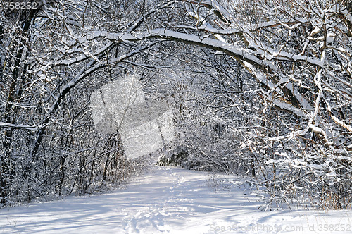 Image of Path in winter forest