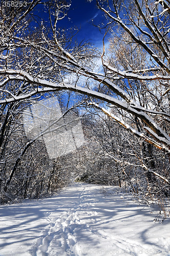 Image of Path in winter forest