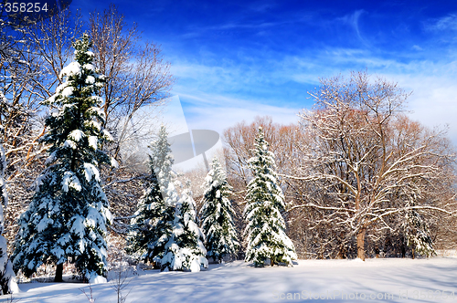 Image of Winter forest