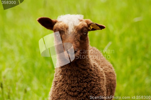 Image of brown lamb