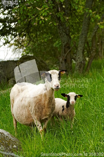 Image of sheep with lamb