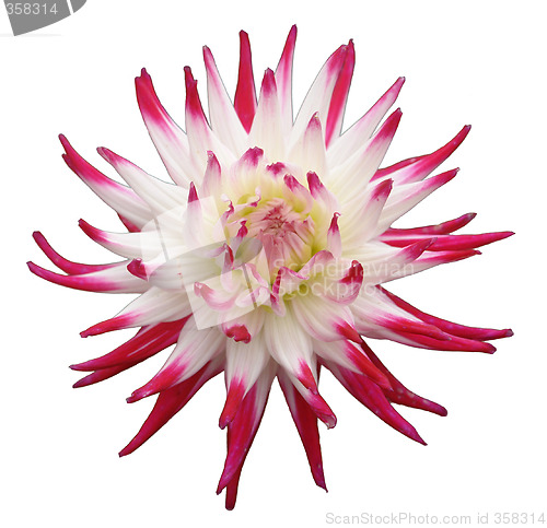 Image of Flower,Dahlia, isolated on white