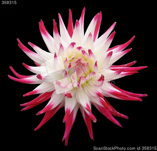 Image of Flower, Dahlia, isolated on black