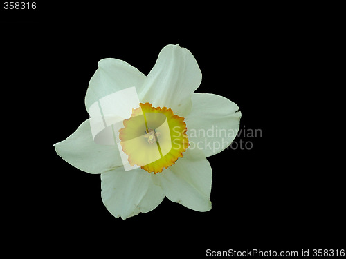 Image of White Narcissus, isolated on black