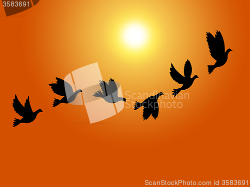 Image of Flying Birds Means Summer Time And Sky