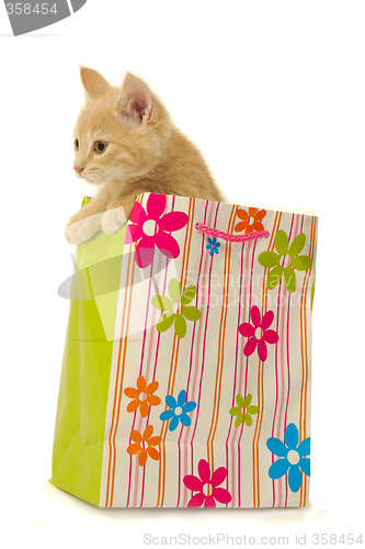 Image of Kitten and shopping bag