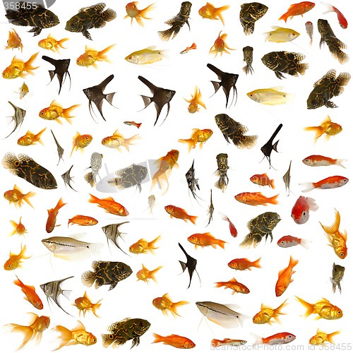 Image of Fish collection. 5000 x 5000 pixels.
