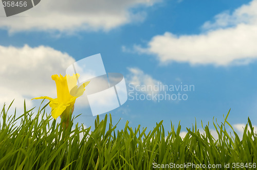 Image of Daffodil