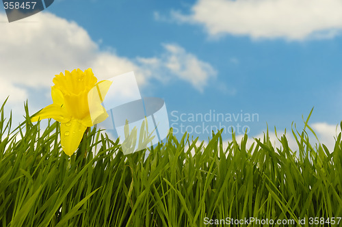 Image of Daffodil and water drops