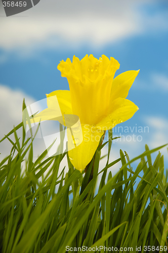 Image of Daffodil