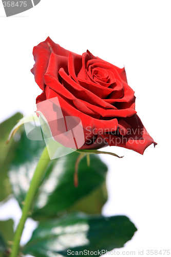 Image of Red Rose