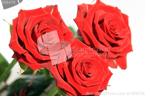 Image of Red Roses