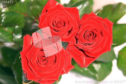 Image of Red Roses